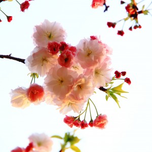 基础医学院工会刘斌波《晚樱》